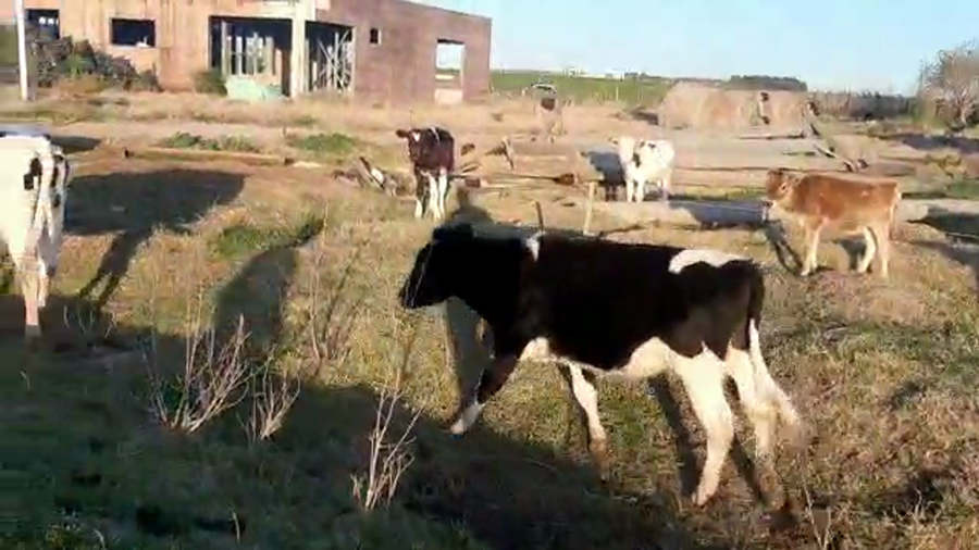 Lote 3 Novillos HOLANDO a remate en PANTALLA CAMY - SAN JOSE  1500 VACUNOS 280kg - , San José