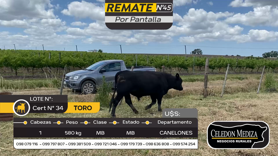 Lote 1 Toros en Parador Tajes, Canelones