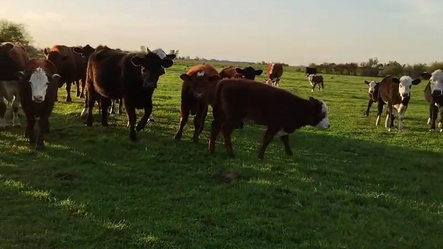 Lote 25 Terneros/as en Villa Elisa, Entre Ríos