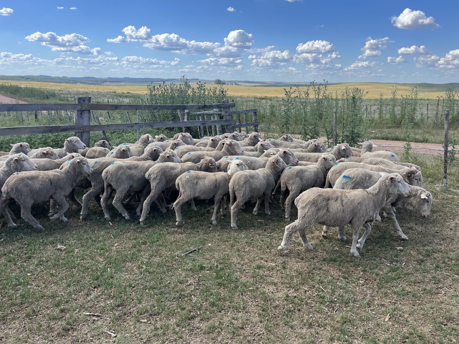 Lote Borregos y Capones