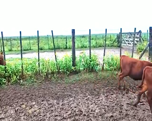 Lote 19 Terneras en Canals, Córdoba