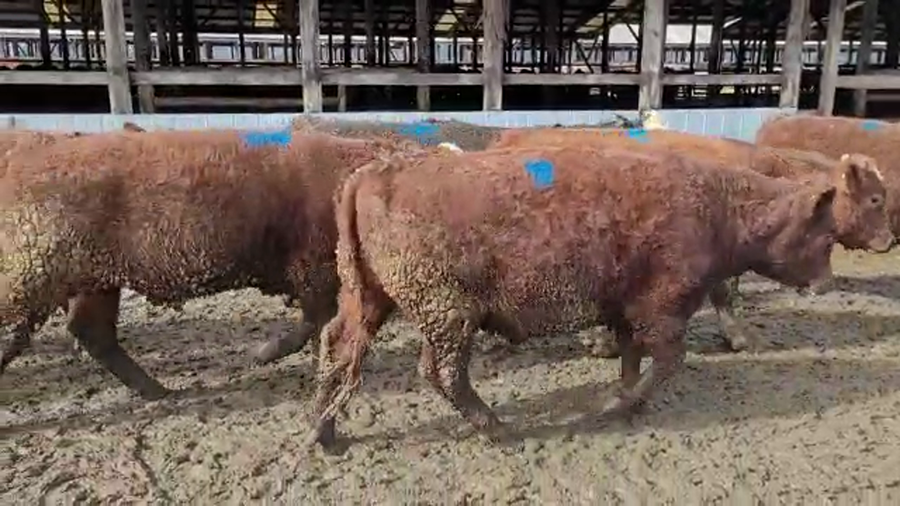 Lote 45 Novillos Gordos en Los Lagos, XIV Región Los Ríos