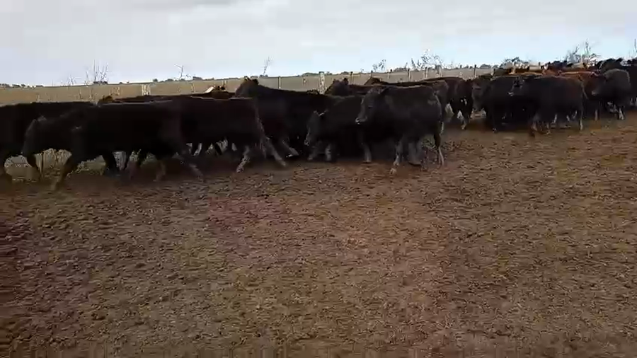 Lote 45 Novillitos