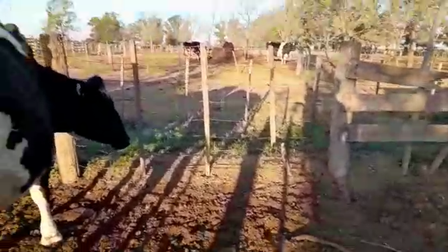 Lote 4 Vaquillonas adelantadas en Morteros, Córdoba