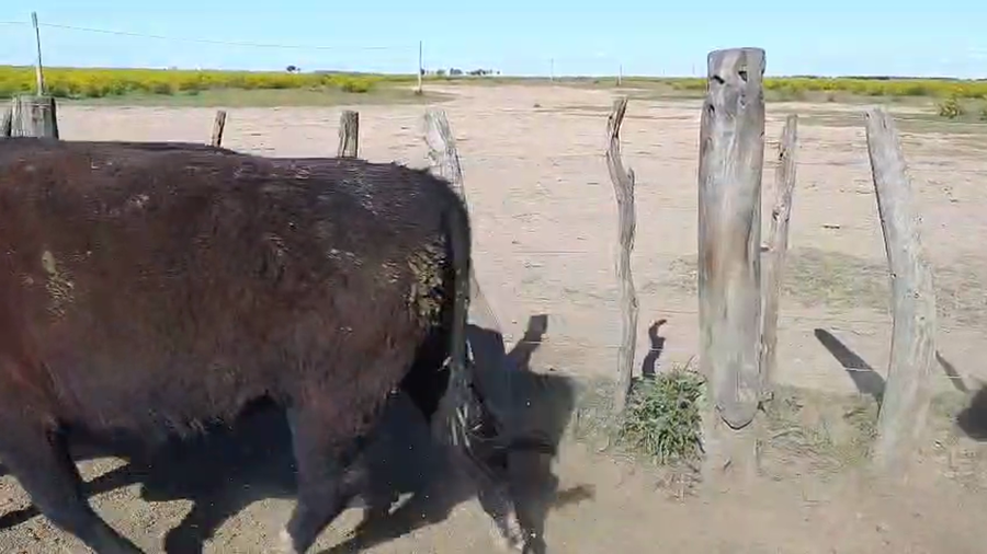 Lote 70 Novillo Exportacion UE HILTON