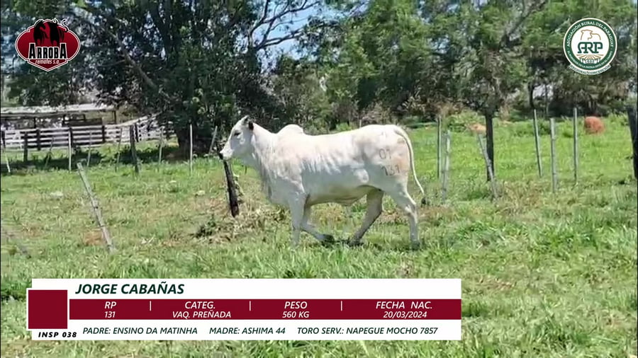 Lote VAQ. PREÑADA