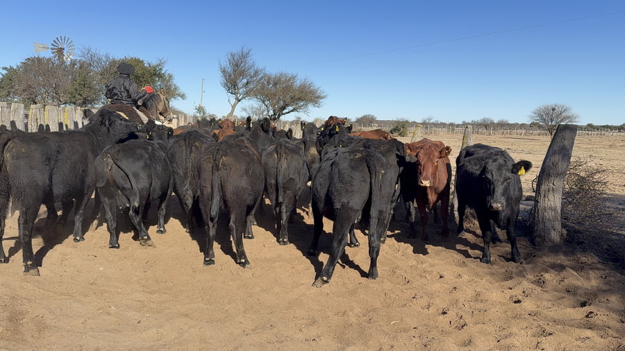 Lote 45 Vacas CUT en La Pampa, Victorica