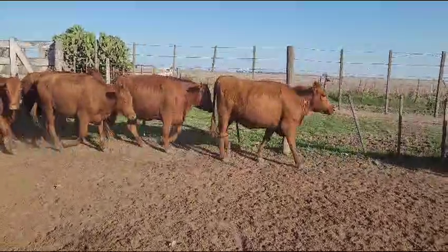 Lote 46 Vaquillonas C/ gtia de preñez en Carlos Tejedor, Buenos Aires