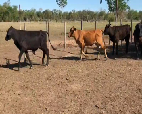 Lote 79 Terneros/as en Gran Guardia, Formosa