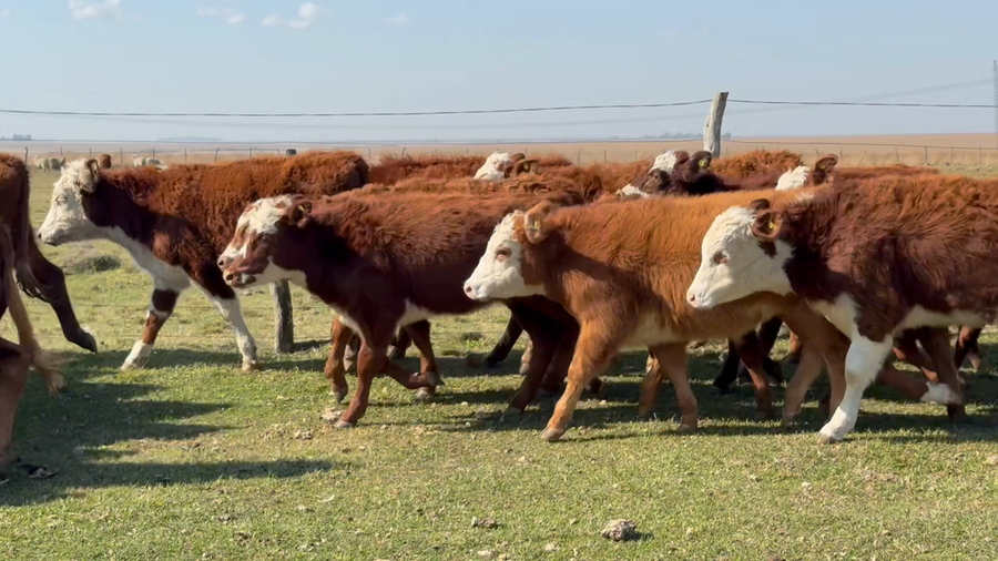 Lote 114 Terneros/as en Corrientes, Mercedes