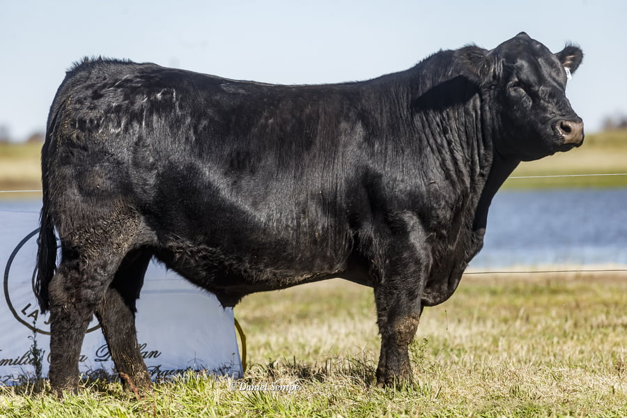 Lote Selección de Toros Surangus