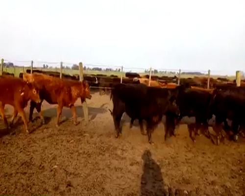 Lote 35 Terneros en Monte, Buenos Aires