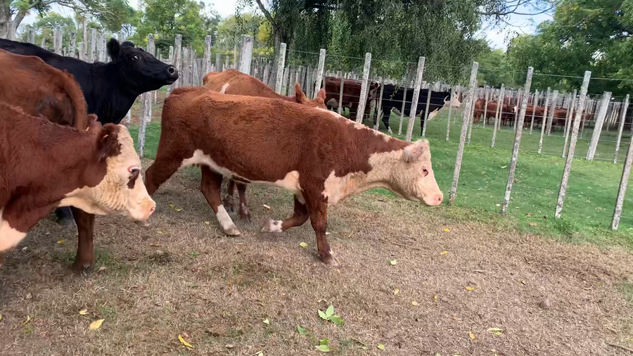 Lote 8 Vacas de Invernada