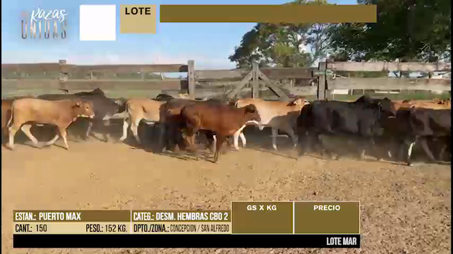 Lote LOTE 2 - 150 DESMAMANTES HEMBRAS CBO 2