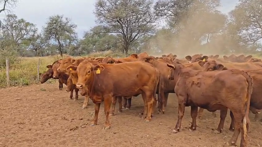 Lote 43 Vaquillonas