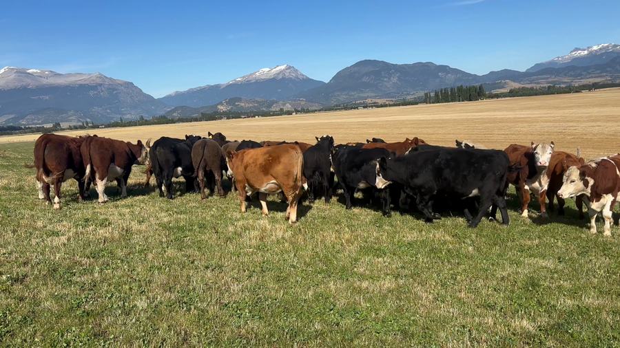 Lote 40 Novillo Engorda Coyhaique, XI Región Aysén