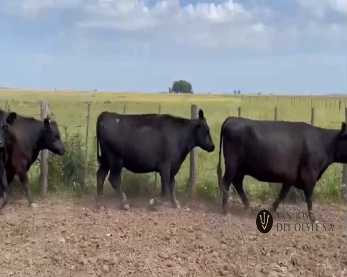 Lote 35 Vaquillonas Angus Negras Preñadas, en Olavarria, PBA