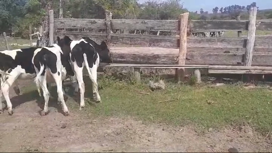 Lote 3 Terneras Holando HOLANDO a remate en #44 Pantalla Carmelo 270kg -  en AGRACIADA