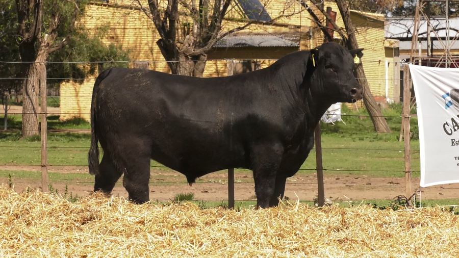 Lote TOROS PUROS CONTROLADOS