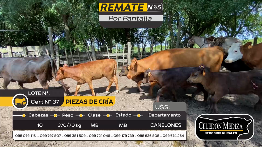 Lote 10 Piezas de cría en Otra Localidad, Canelones