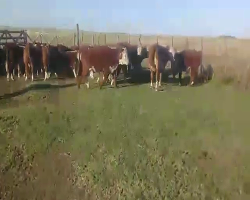 Lote 26 Terneros en Benito Juárez, Buenos Aires