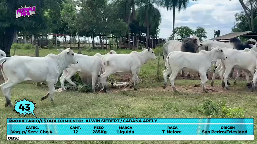Lote LOTE 43