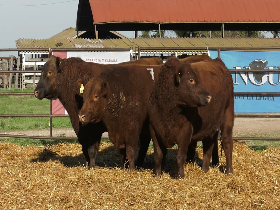 Lote TOROS ANGUS COLORADOS PC
