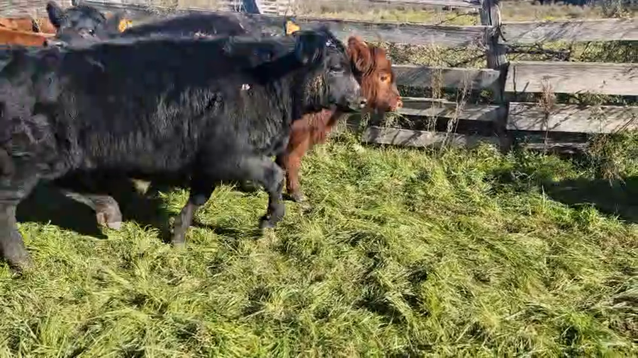 Lote 7 Terneros Angus a remate en Pantalla Camy en Pavon