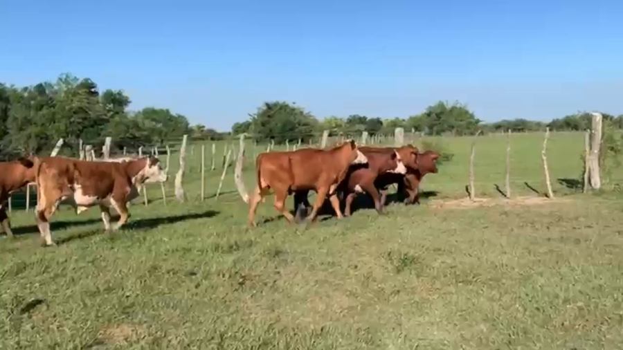 Lote 8 Novillitos en Corrientes, Mercedes