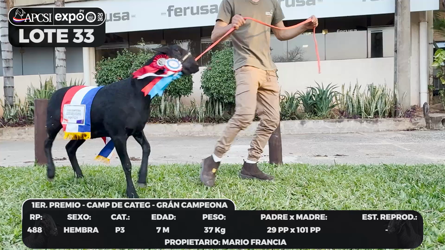 Lote LOTE 33 - BOZAL