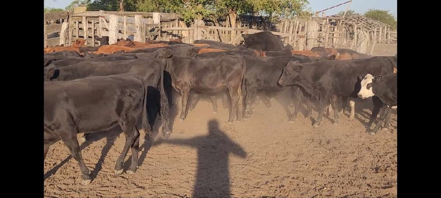 Lote 70 Terneros/as en Villaguay, Entre Ríos