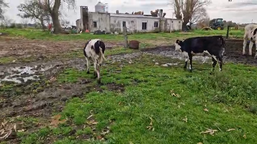 Lote 3 Terneras a remate en Pantalla Aniversario - Escritorio Camy 120kg - , San José