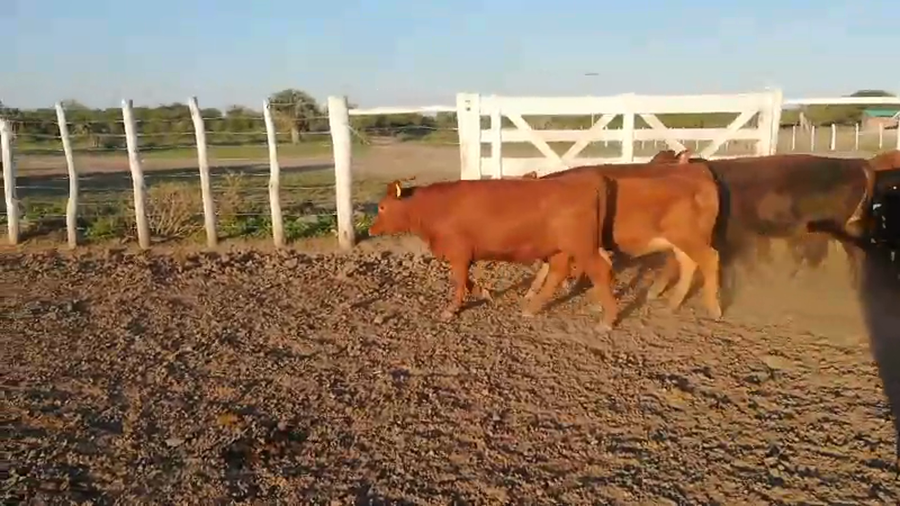 Lote 70 Terneros/as en Federal, Entre Ríos