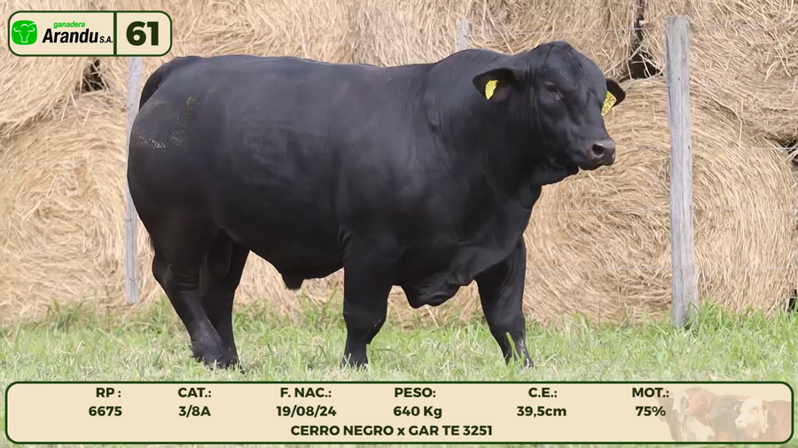 Lote LOTE 61