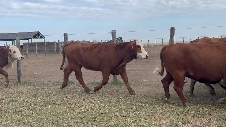 Lote 32 Vacas de invernar en Corrientes, Mercedes