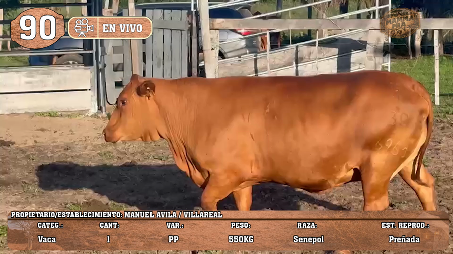 Lote LOTE 90 -EN VIVO