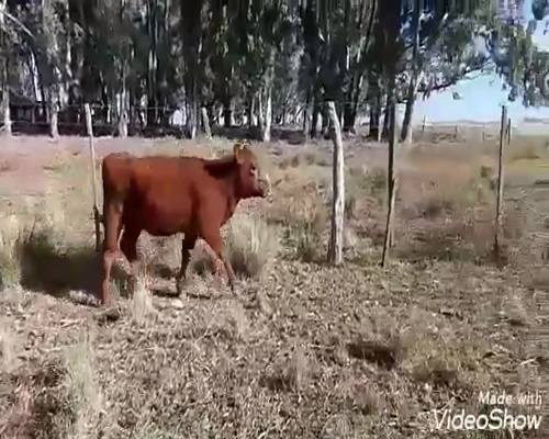 Lote 15 Terneros/as en Benito Juárez, Buenos Aires