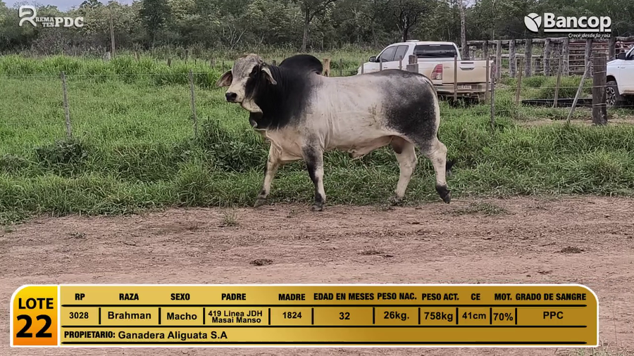 Lote Toros Brahman a remate en Viernes 30 de mayo- Remates PDC, Presidente Hayes