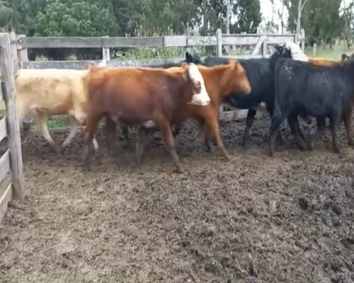 Lote (Vendido)47 Terneros hereford y cruzas a remate en 1º Remate Virtual 190kg -  en ecilda paullier