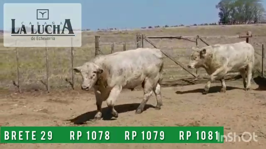 Lote TOROS CHAROLAIS PI