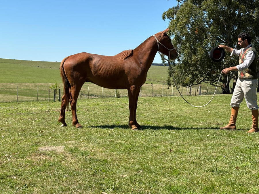 Lote LC COMUNISTA 591 -DOMADO