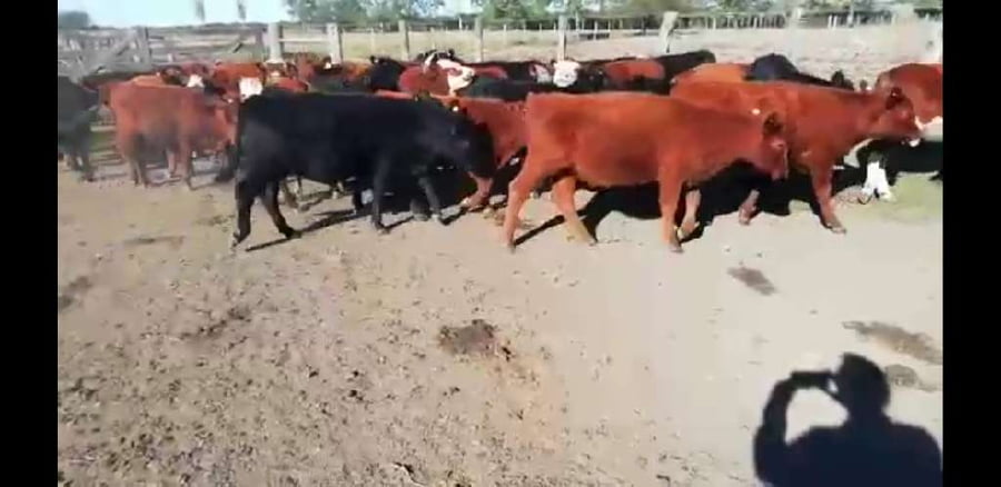 Lote 40 Terneros/as en Villaguay, Entre Ríos