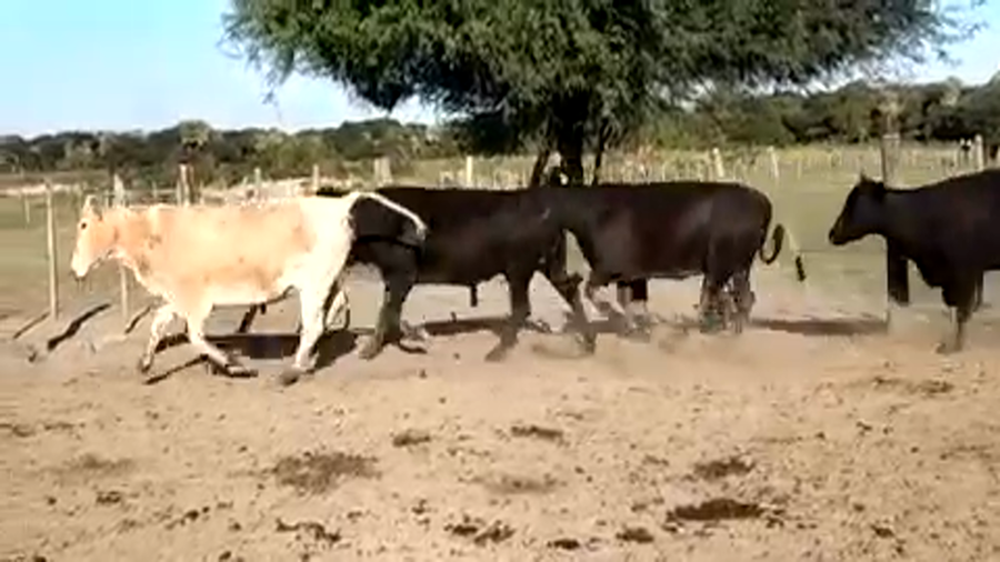 Lote 55 Vacas de invernar en Formosa, Formosa