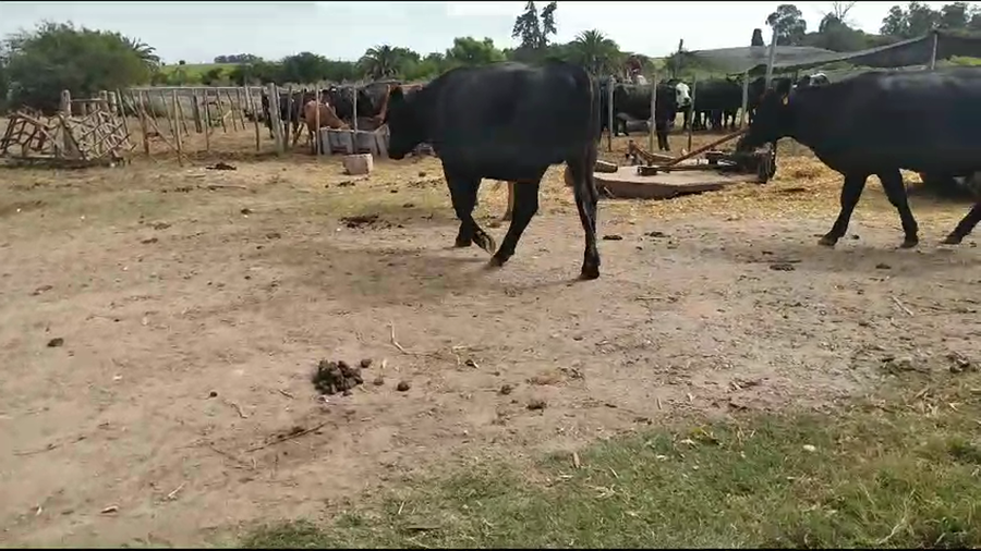 Lote 10 Novillos Holando con angus a remate en Pantalla Camy en Ruta 81 - La cadena