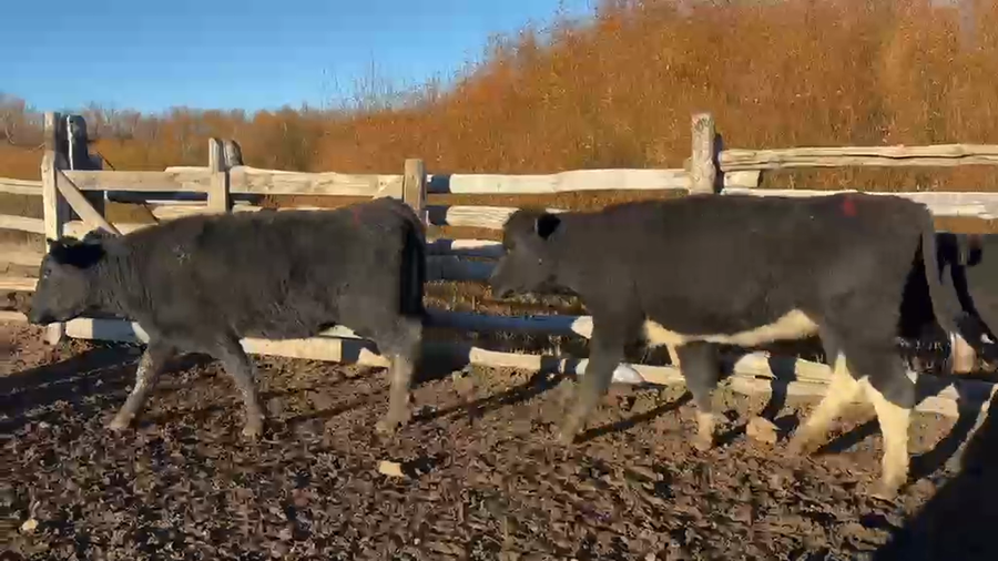 Lote 50 Vaquilla Engorda en XI Región Aysén, Coyhaique