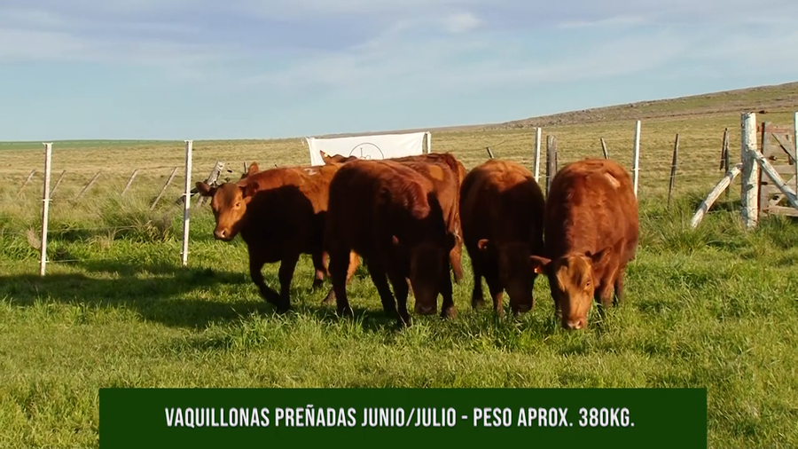 Lote VAQ PC Preñadas La Mireya