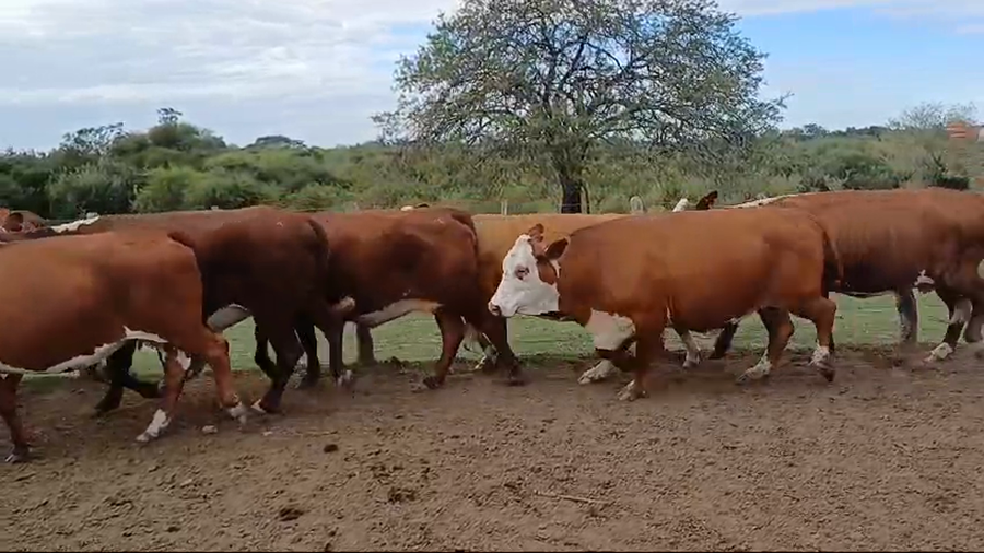 Lote 50 Vacas usadas preñadas