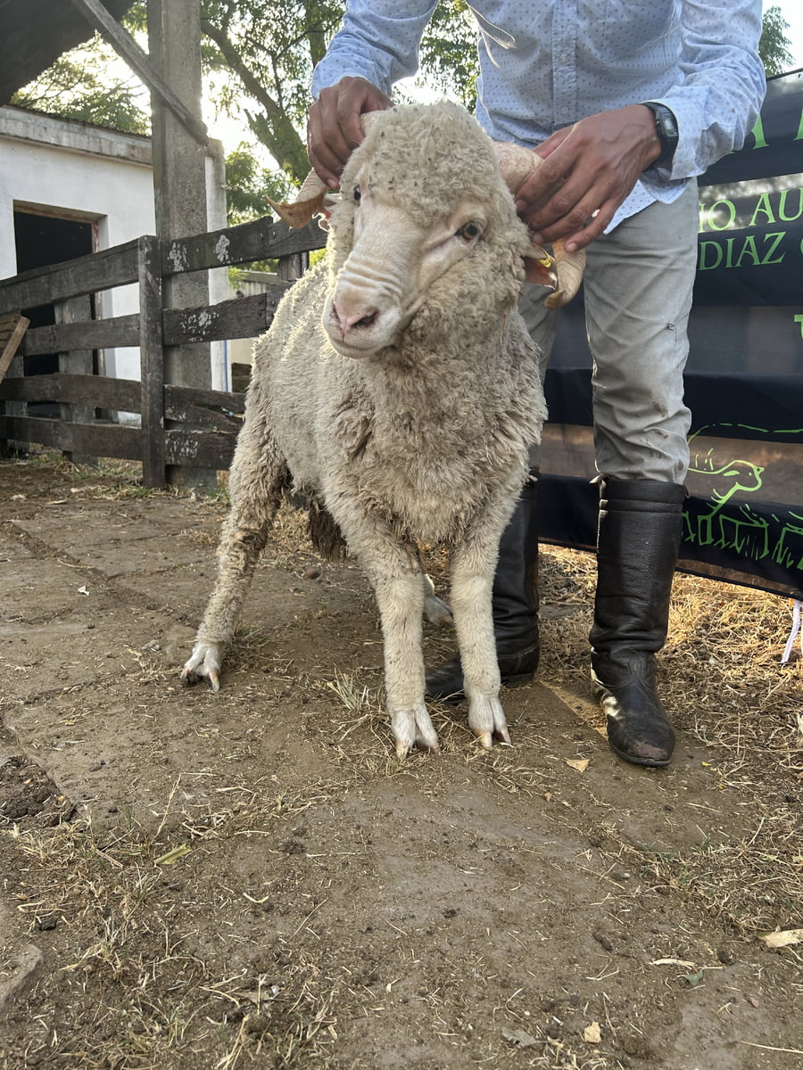 Lote Borrego 2D (MO: No)