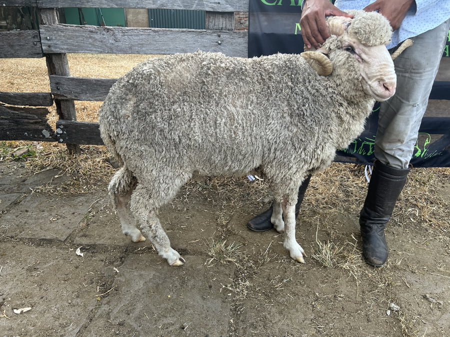 Lote Borrego 2D (MO: No)