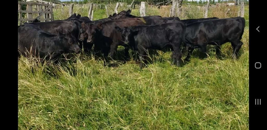 Lote 27 Terneros/as en Villaguay, Entre Ríos